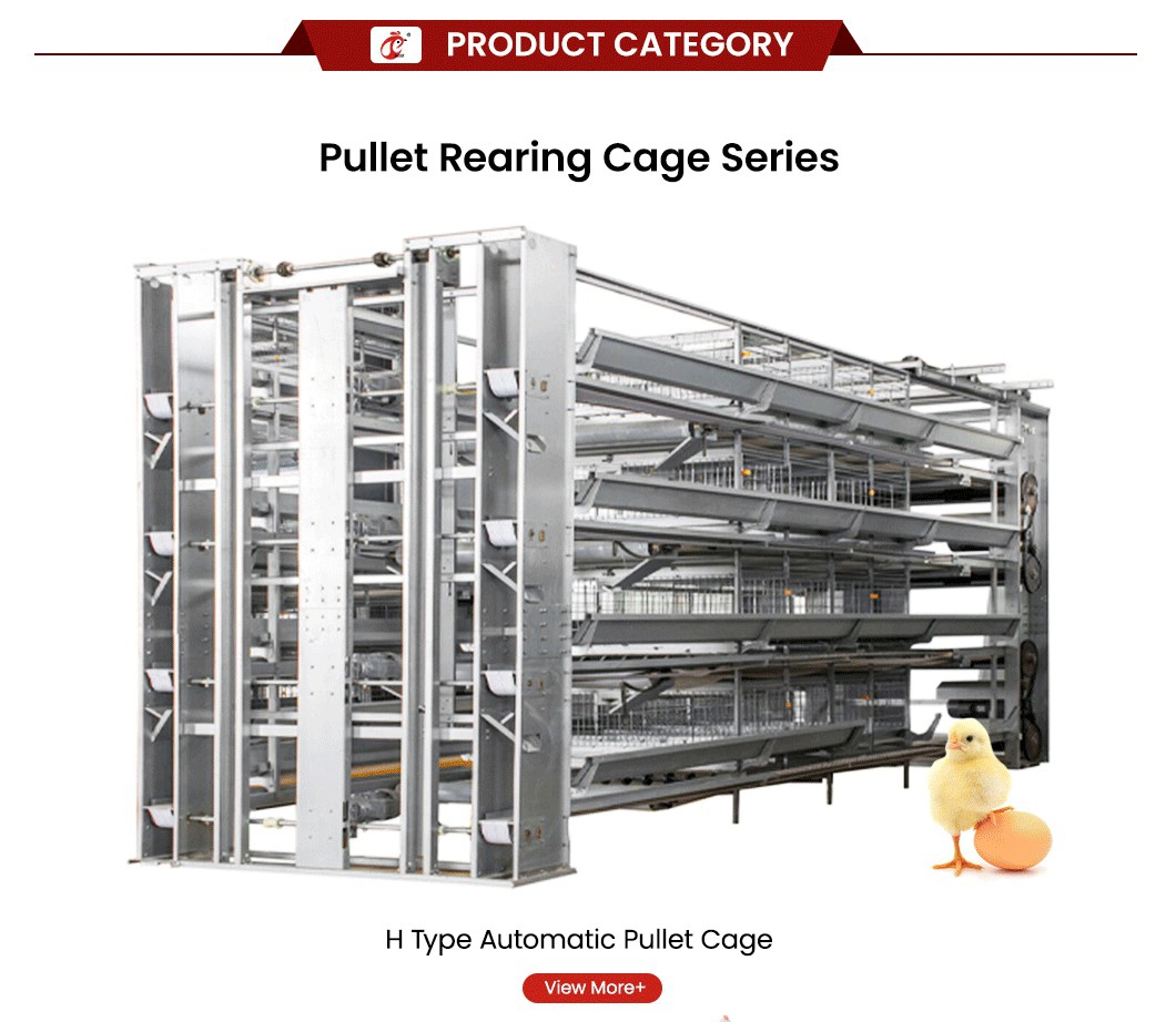 Bestchickencage a Type Small Pullet Cage Breeder Cage China Single Baby Chicken Coop Supplier Custom Long Service Life Pullet Cage Brooder