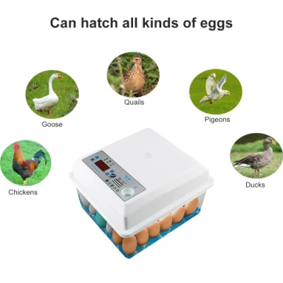 Incubadora de huevos, incubadora completamente automática, máquina para incubar huevos, pollo, ganso, pájaro, codorniz, pavo, pato, aves de corral, incubadora de pollitos